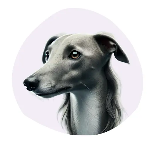 Whippet à poil long